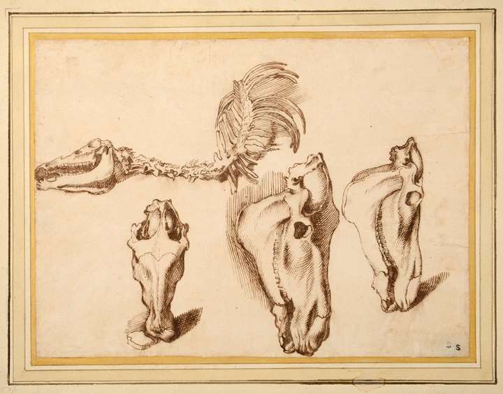 Studies of the Skull and Skeleton of a Horse